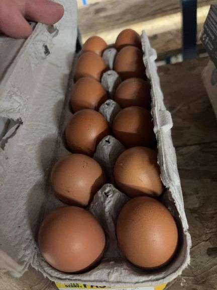 4 Doz Brown Eating Eggs