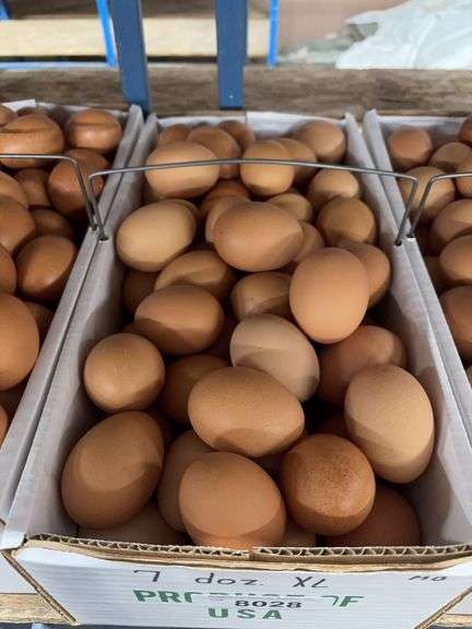 7 Doz Xlarge Brown Eating Eggs