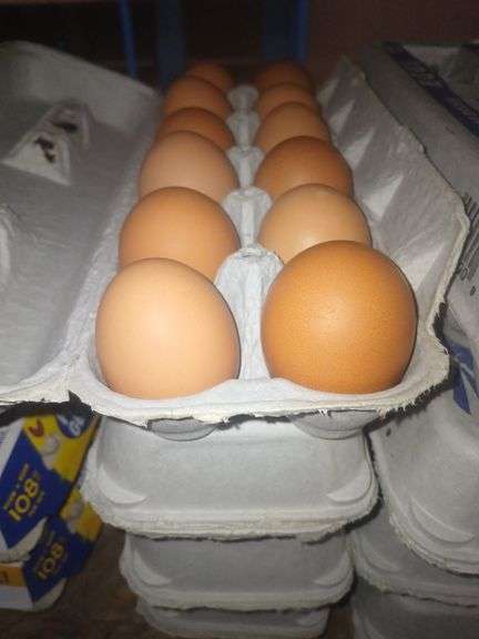 4 Doz Brown Medium Eating Eggs