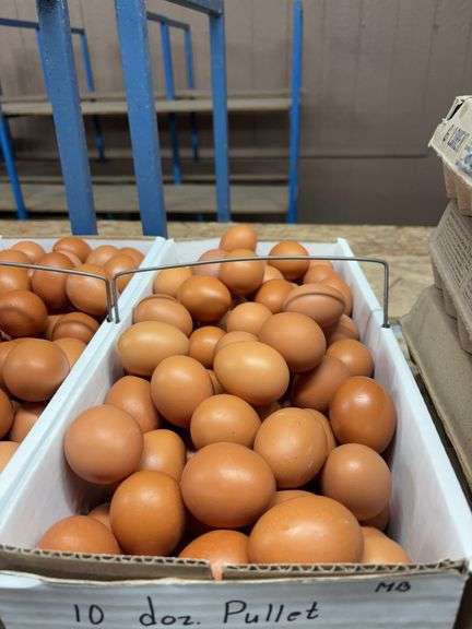 10 Doz Pullet Brown Eating Eggs