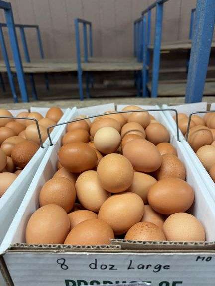 8 Doz Large Brown Eating Eggs