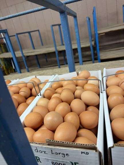 8 Doz Large Brown Eating Eggs