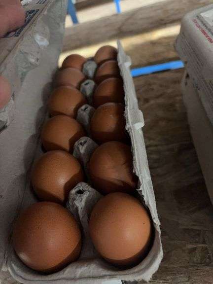 4 Doz Brown Eating Eggs