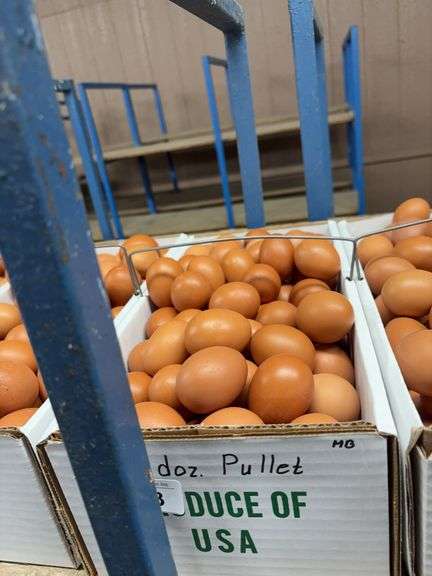10 Doz Pullet Brown Eating Eggs