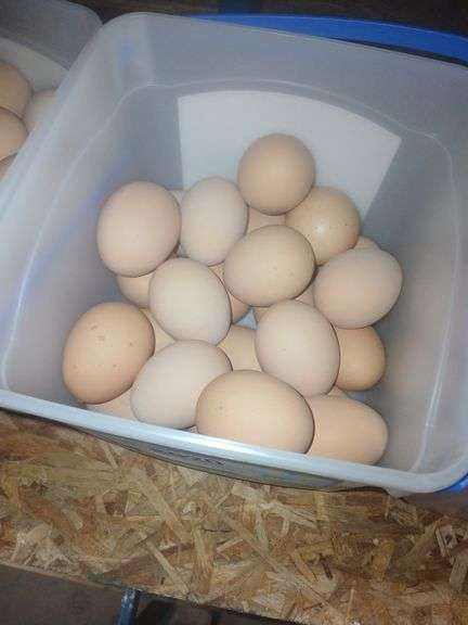 2 Doz Medium Brown Eating Eggs
