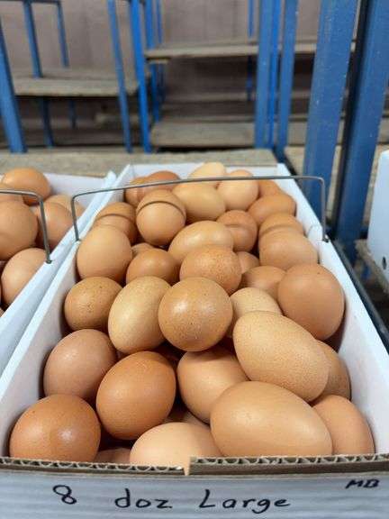 8 Doz Large Brown Eating Eggs