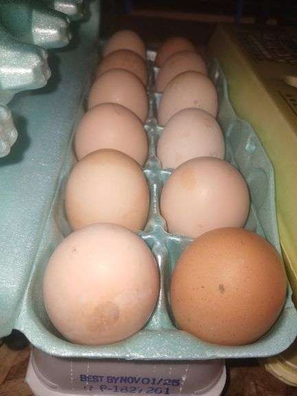 2 Doz Medium Brown Eating Eggs