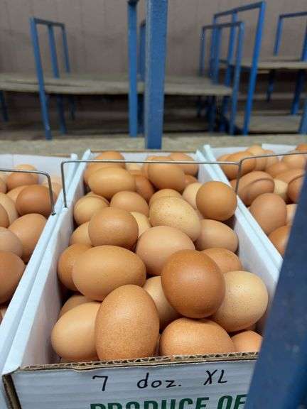 7 Doz Xlarge Brown Eating Eggs