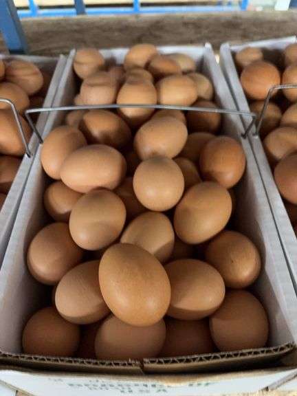 8 Doz Large Brown Eating Eggs