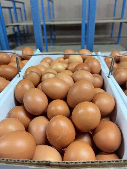 9 Doz Medium Brown Eating Eggs