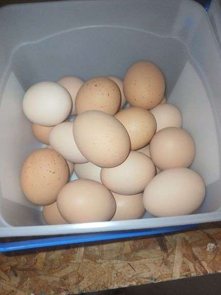 2 Doz Large Brown Eating Eggs