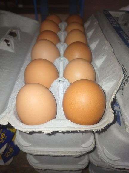 4 Doz Brown Medium Eating Eggs