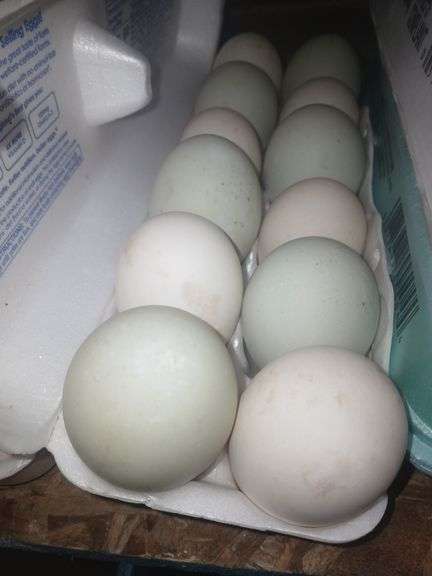 1 Doz Duck Eating Eggs
