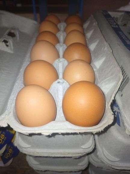 4 Doz Brown Medium Eating Eggs