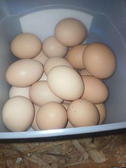 2 Doz Large Brown Eating Eggs
