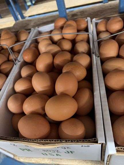 8 Doz Large Brown Eating Eggs