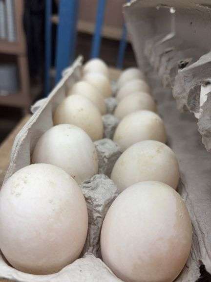 2 Doz Xl Duck Eating Eggs