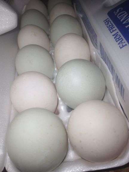 1 Doz Duck Eating Eggs