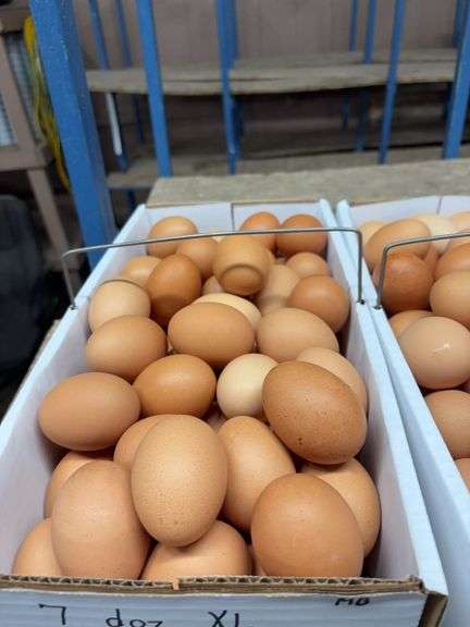 7 Doz Xlarge Brown Eating Eggs