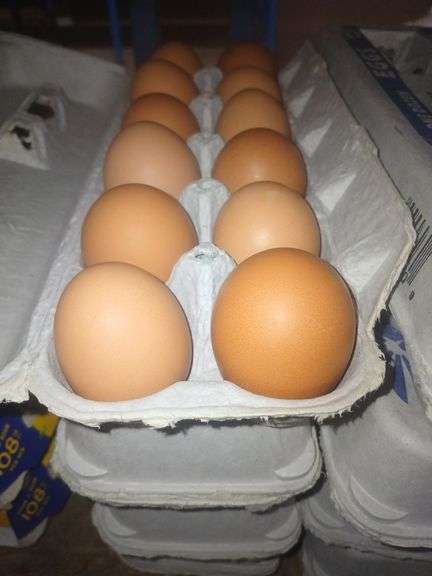 4 Doz Brown Medium Eating Eggs