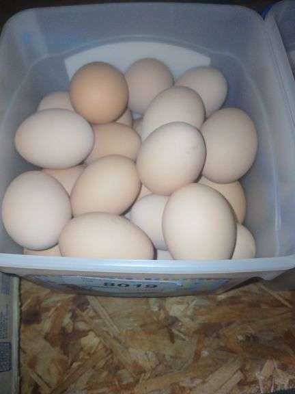 3 Doz Medium Brown Eating Eggs