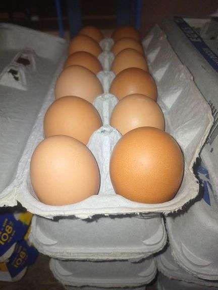 4 Doz Brown Medium Eating Eggs