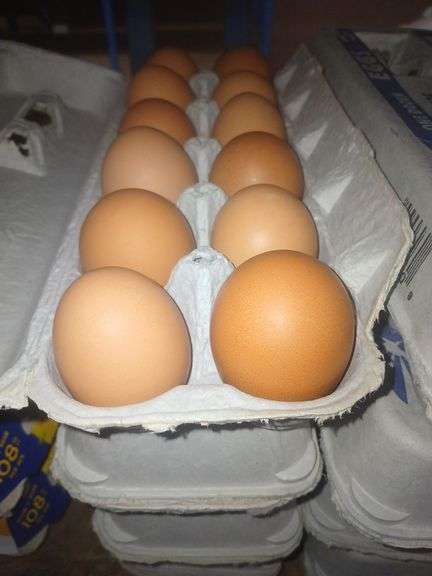 4 Doz Brown Medium Eating Eggs