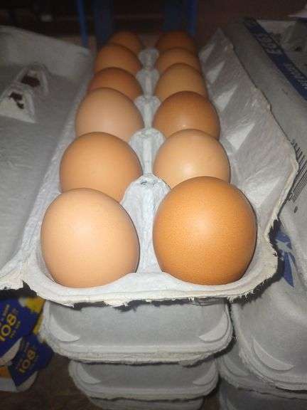 4 Doz Brown Medium Eating Eggs
