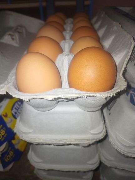 4 Doz Brown Medium Eating Eggs