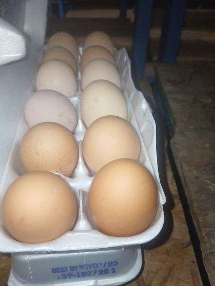 2 Doz Large Brown Eating Eggs