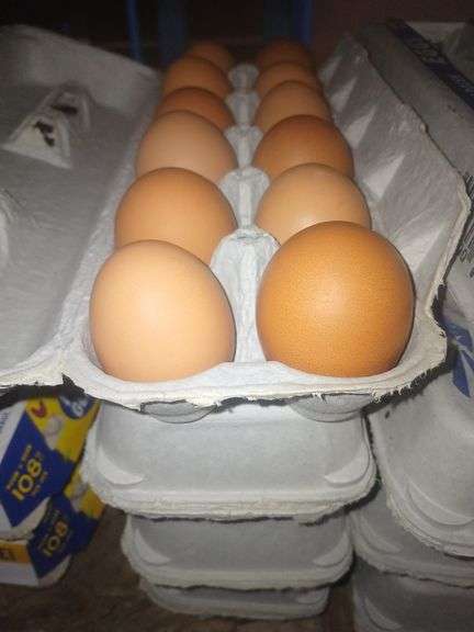 4 Doz Brown Medium Eating Eggs