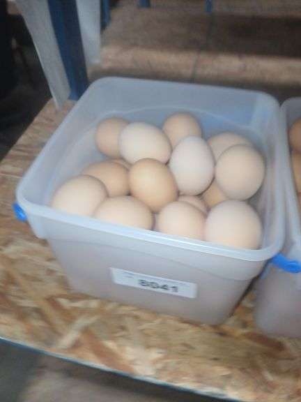 3 Doz Medium Brown Eating Eggs