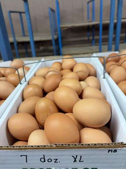 7 Doz Xlarge Brown Eating Eggs