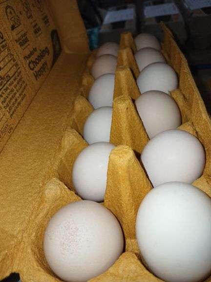 2 Doz Pullet Eating Eggs