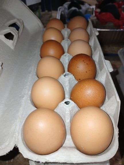 3 Doz Large Brown Eating Eggs