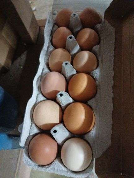 2 Doz Brown Eating Eggs