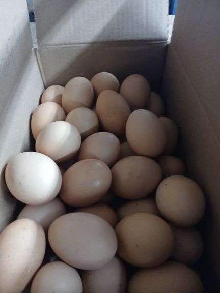 5 Doz Large Brown Eating Eggs