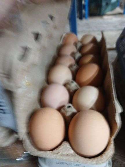 2 Doz Brown Eating Eggs