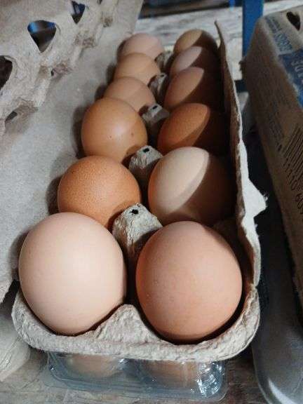 2 Doz Brown Eating Eggs