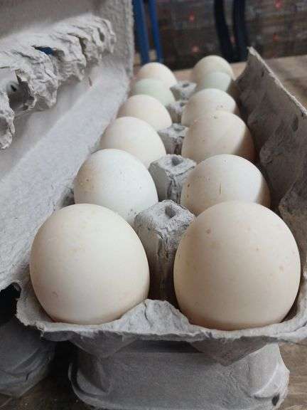2 Doz Xlg Duck Eating Eggs