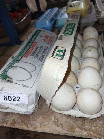 2 Doz Duck Eating Eggs