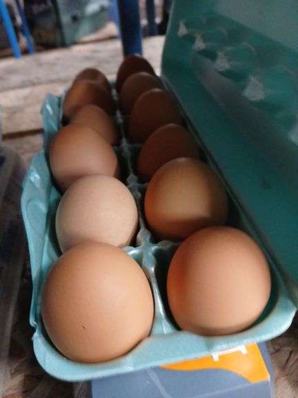 2 Doz Brown Eating Eggs