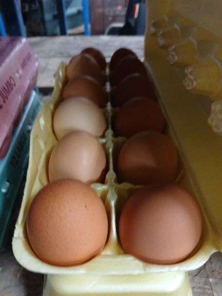 2 Doz Brown Eating Eggs