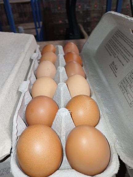 3 Doz Lg Brown Eating Eggs