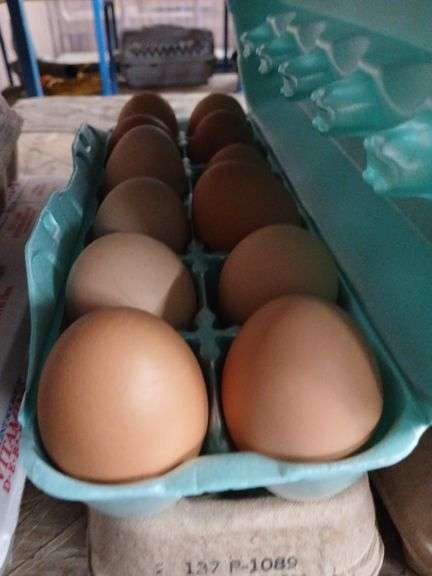 2 Doz Brown Eating Eggs