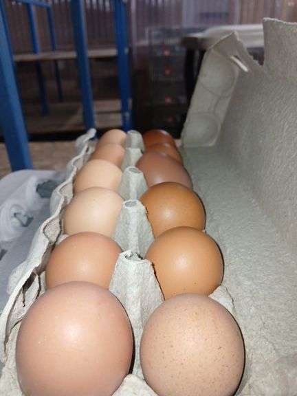 3 Doz Lg Brown Eating Eggs