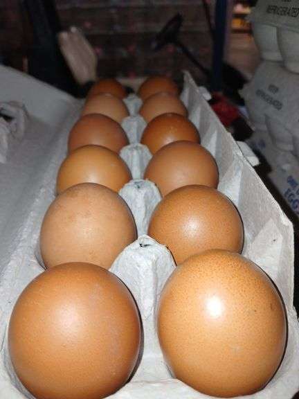 4 Doz Large Brown Eating Eggs