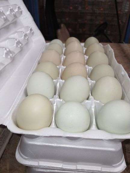 4.5 Doz Mixed Eating Eggs