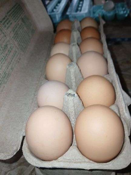 2 Doz Xlarge Brown Eating Eggs