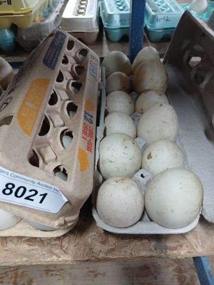 2 Doz Duck Eating Eggs